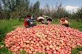 عشایر استان اصفهان 130 هزار تن سیب درختی تولید کردند